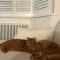 Milano Windsor - Traditional Horizontal Column Radiator - 2 Column - Metallic Custom Colours